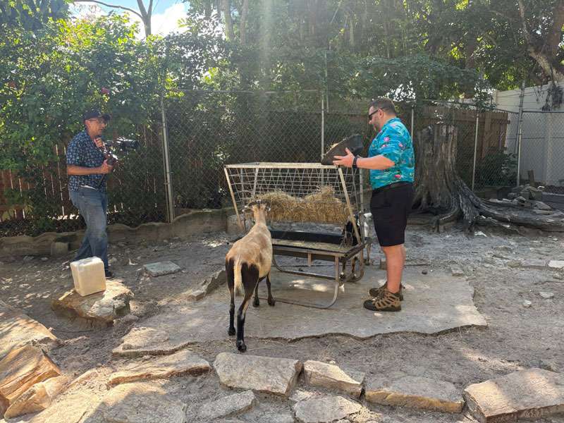 Felix, Grapevine's Videographer, Filming Shane, an Art Director at Grapevine Communications, feeding a goat at Sarasota Jungle Gardens.