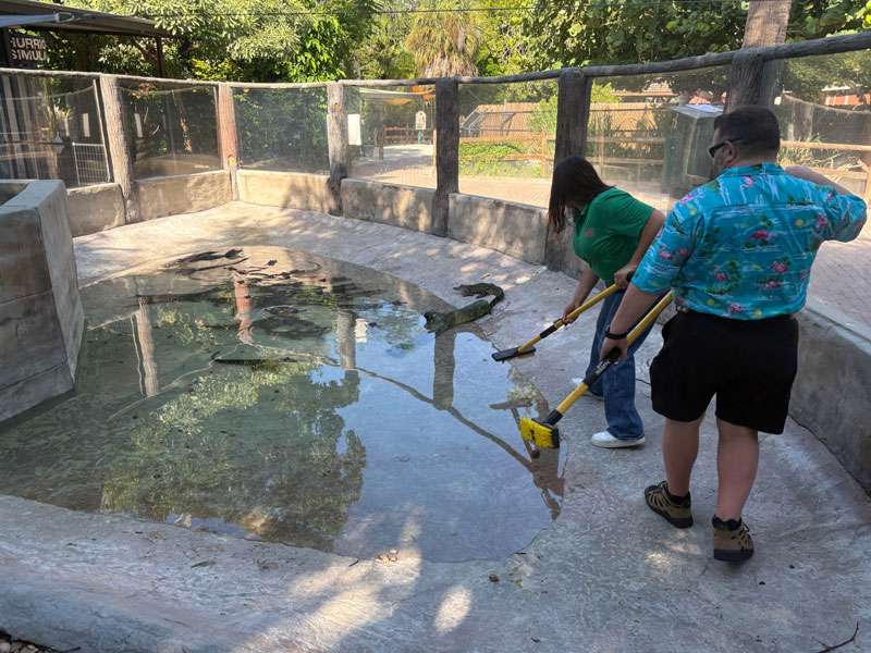 Shane and Nichole cleaning the baby gator enclosure at Sarasota Jungle Gardens.