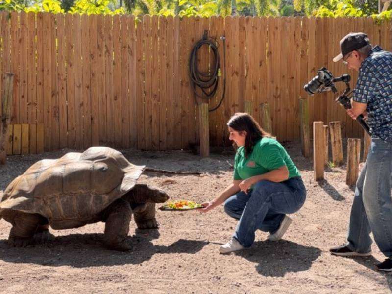 Felix, the Grapevine Videographer, filming Nichole, the Grapevine Social media specialist, feeding a tortoise at Sarasota Jungle Gardens.